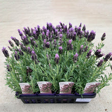 画像をギャラリービューアに読み込む, 【予約商品:2/23発送】ラベンダー・ストエカス 'フェアリーパープル' 3.5号 3ポットセット