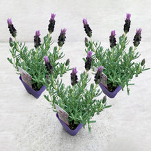 画像をギャラリービューアに読み込む, 【予約商品:2/23発送】ラベンダー・ストエカス 'フェアリーパープル' 3.5号 3ポットセット