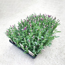 画像をギャラリービューアに読み込む, 【予約商品:2/23発送】ラベンダー・ストエカス 'シュシュピンク' 3.5号 3ポットセット