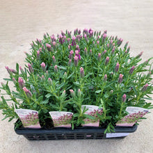 画像をギャラリービューアに読み込む, 【予約商品:2/23発送】ラベンダー・ストエカス 'シュシュピンク' 3.5号 3ポットセット