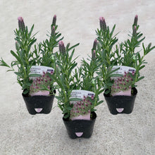 画像をギャラリービューアに読み込む, 【予約商品:2/23発送】ラベンダー・ストエカス 'シュシュピンク' 3.5号 3ポットセット