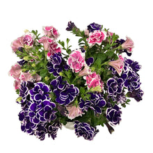 画像をギャラリービューアに読み込む, 【予約商品:5/24発送分】ペチュニア 花衣2色植え 5号