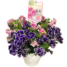 画像をギャラリービューアに読み込む, 【予約商品:5/24発送分】ペチュニア 花衣2色植え 5号