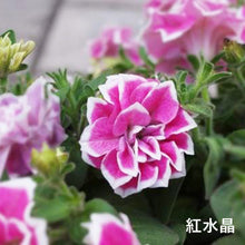 画像をギャラリービューアに読み込む, 【予約商品:5/24発送分】ペチュニア 花衣2色植え 5号