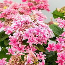 画像をギャラリービューアに読み込む, 【予約商品:5/3発送】アジサイ・ゲッコウ 'ピンク' 5号