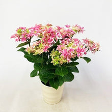 画像をギャラリービューアに読み込む, 【予約商品:5/3発送】アジサイ・ゲッコウ 'ピンク' 5号