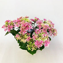 画像をギャラリービューアに読み込む, 【予約商品:5/3発送】アジサイ・ゲッコウ 'ピンク' 5号