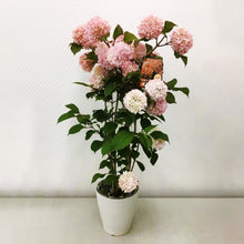 画像をギャラリービューアに読み込む, 【予約商品:4/19発送分】オオデマリ ピンク 6号