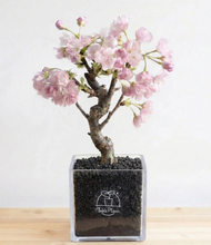 画像をギャラリービューアに読み込む, *2月中旬予約開始予定【ボタニカルソイル鉢花】テーブルプランツ(Table Plants) さくら(旭山桜) 卒業、入学、就職などの門出や、大切な人への贈り物として『サクラサク』を、形にして贈ろう。