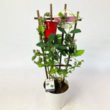 画像をギャラリービューアに読み込む, 【限定40個】2種の実付きブルーベリー(マザーベリー)5号