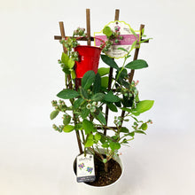 画像をギャラリービューアに読み込む, 【限定40個】2種の実付きブルーベリー(マザーベリー)5号