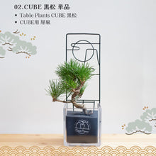 画像をギャラリービューアに読み込む, 【2026年お正月限定セット】テーブルプランツ黒松&バンブーセット ※土を使わない観葉植物