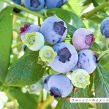 画像をギャラリービューアに読み込む, 【限定40個】2種の実付きブルーベリー(マザーベリー)5号