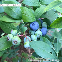 画像をギャラリービューアに読み込む, 【限定40個】2種の実付きブルーベリー(マザーベリー)5号