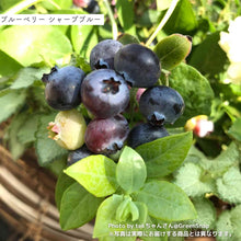 画像をギャラリービューアに読み込む, 【限定40個】2種の実付きブルーベリー(マザーベリー)5号