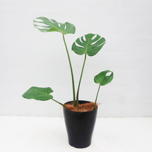 画像をギャラリービューアに読み込む, モンステラ・デリシオサ 8号 高さ約70cm〜80cm F4~5,7