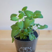 画像をギャラリービューアに読み込む, 【土を使わない観葉植物】猫が喜ぶテーブルプランツ for Cat (Table Plants)キャットニップ 数量限定