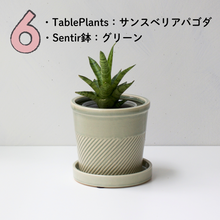 画像をギャラリービューアに読み込む, 【土を使わない観葉植物】テーブルプランツ(Table Plants)1品種×Sentir鉢セット