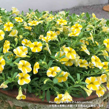 画像をギャラリービューアに読み込む, 【限定30個】カリブラコア・スーパーベル'レモンスライス' 5号 ※予約商品:6/1まで 出荷予定:6/6