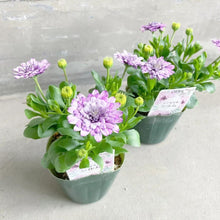 画像をギャラリービューアに読み込む, 【予約商品:3/22発送】オステオスペルマム・シルム 3.5号 3ポットセット