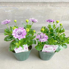画像をギャラリービューアに読み込む, 【予約商品:3/22発送】オステオスペルマム・シルム 3.5号 3ポットセット