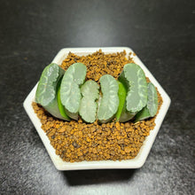 画像をギャラリービューアに読み込む, 【一点物】ハオルチア・玉扇 白玉 2.5号 白陶器鉢セット