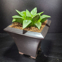 画像をギャラリービューアに読み込む, 【一点物】ハオルチア・天雲 3号 黒陶器鉢セット