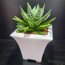 画像をギャラリービューアに読み込む, 【一点物】ハオルチア・天守閣×冬の星座 3号 白陶器鉢セット