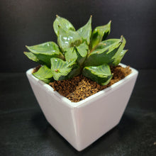画像をギャラリービューアに読み込む, 【一点物】ハオルチア・B型コンプトミュータント 2.5号 白陶器鉢セット