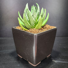 画像をギャラリービューアに読み込む, 【一点物】ハオルチア・皇帝 2.5号 黒陶器鉢セット