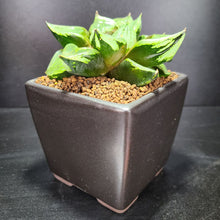画像をギャラリービューアに読み込む, 【一点物】ハオルチア・B型コンプトミュータント 2.5号 黒陶器鉢セット