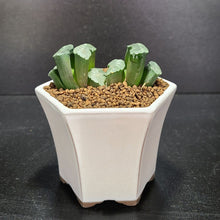 画像をギャラリービューアに読み込む, 【一点物】ハオルチア・玉扇 白玉 2.5号 白陶器鉢セット