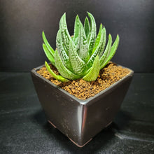 画像をギャラリービューアに読み込む, 【一点物】ハオルチア・皇帝 2.5号 黒陶器鉢セット