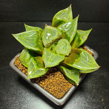 画像をギャラリービューアに読み込む, 【一点物】ハオルチア・B型コンプトミュータント 2.5号 黒陶器鉢セット