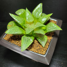 画像をギャラリービューアに読み込む, 【一点物】ハオルチア・天雲 3号 黒陶器鉢セット