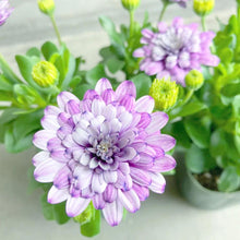 画像をギャラリービューアに読み込む, 【予約商品:3/22発送】オステオスペルマム・シルム 3.5号 3ポットセット