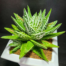 画像をギャラリービューアに読み込む, 【一点物】ハオルチア・天守閣×冬の星座 3号 白陶器鉢セット