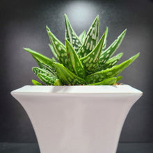 画像をギャラリービューアに読み込む, 【一点物】ハオルチア・天守閣×冬の星座 3号 白陶器鉢セット