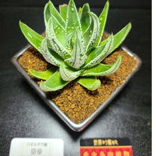 画像をギャラリービューアに読み込む, 【一点物】ハオルチア・皇帝 2.5号 黒陶器鉢セット