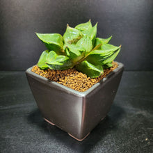 画像をギャラリービューアに読み込む, 【一点物】ハオルチア・B型コンプトミュータント 2.5号 黒陶器鉢セット