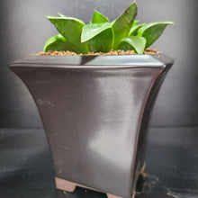 画像をギャラリービューアに読み込む, 【一点物】ハオルチア・天雲 3号 黒陶器鉢セット