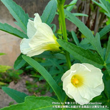 画像をギャラリービューアに読み込む, 【限定24セット】ハイビスカス・ローゼル(白実) 3.5号 2ポットセット ※予約商品:9/28まで 出荷予定:10/3