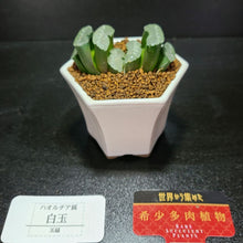 画像をギャラリービューアに読み込む, 【一点物】ハオルチア・玉扇 白玉 2.5号 白陶器鉢セット