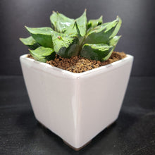 画像をギャラリービューアに読み込む, 【一点物】ハオルチア・B型コンプトミュータント 2.5号 白陶器鉢セット