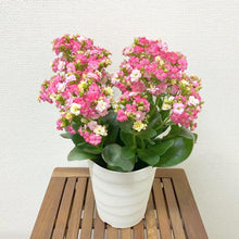 画像をギャラリービューアに読み込む, 【期間限定:1/31まで】カランコエ・フォーミディブル 5号