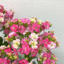 画像をギャラリービューアに読み込む, 【期間限定:1/31まで】カランコエ・フォーミディブル 5号