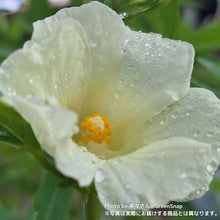 画像をギャラリービューアに読み込む, 【限定24セット】ハイビスカス・ローゼル(白実) 3.5号 2ポットセット ※予約商品:9/28まで 出荷予定:10/3