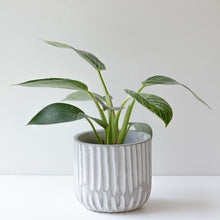 画像をギャラリービューアに読み込む, 【美容室コラボ】サステナ素材で育てる観葉植物 3号 セメント鉢