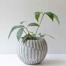 画像をギャラリービューアに読み込む, 【美容室コラボ】サステナ素材で育てる観葉植物 3号 セメント鉢