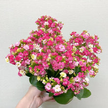 画像をギャラリービューアに読み込む, 【期間限定:1/31まで】カランコエ・フォーミディブル 5号